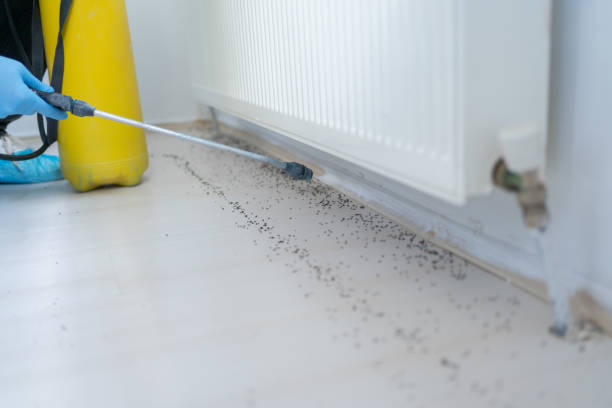 Best Affordable Pest Control Services  in Haltom City, TX